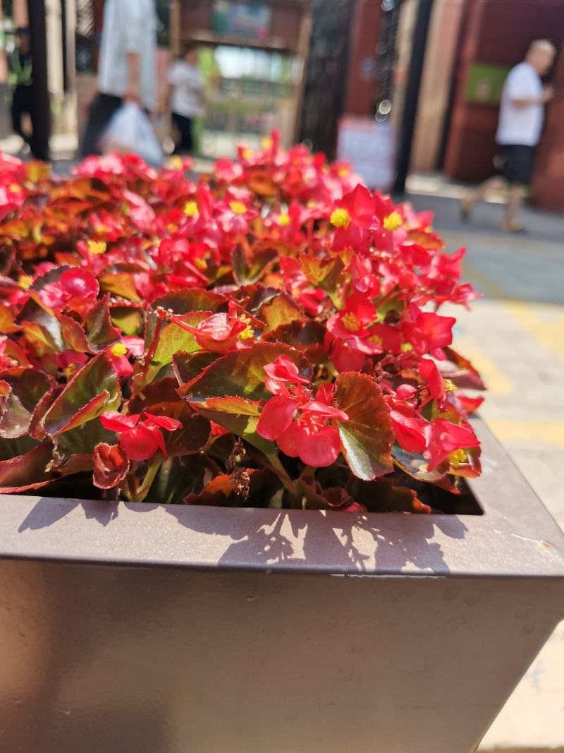 四季海棠大小杯都有苗圃发货，需要的老板带量询价