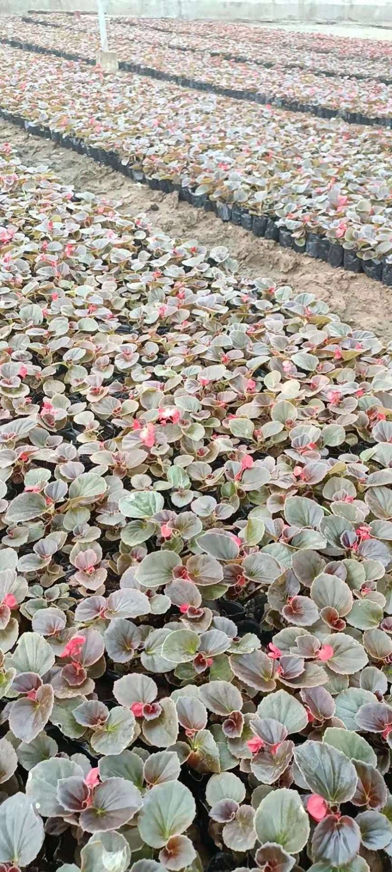 四季海棠大小杯都有苗圃发货，需要的老板带量询价