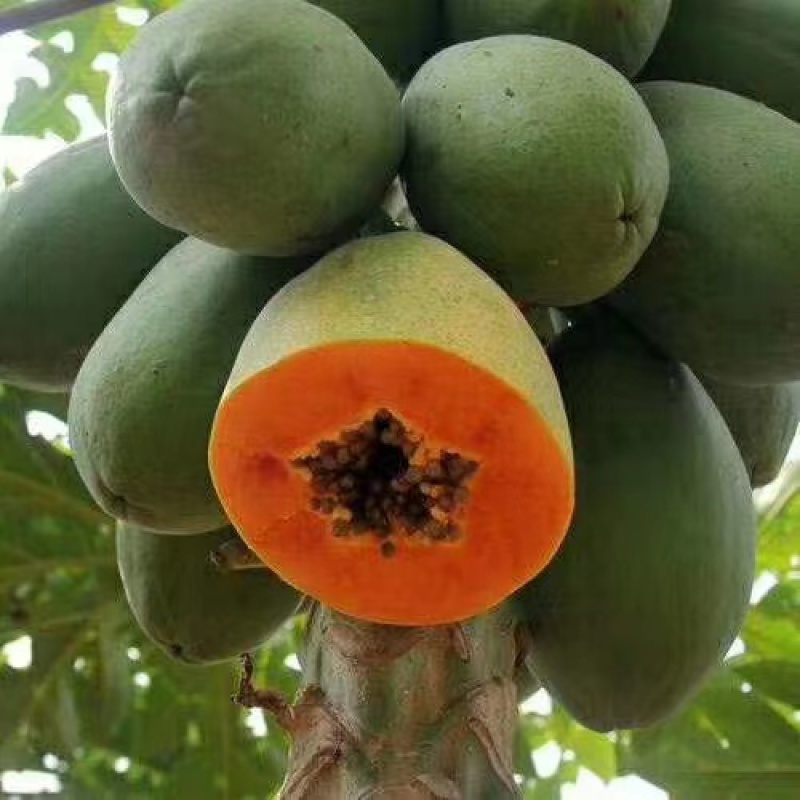 木瓜