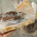 即食南非鲍鱼规格齐全星级酒店美味佳肴