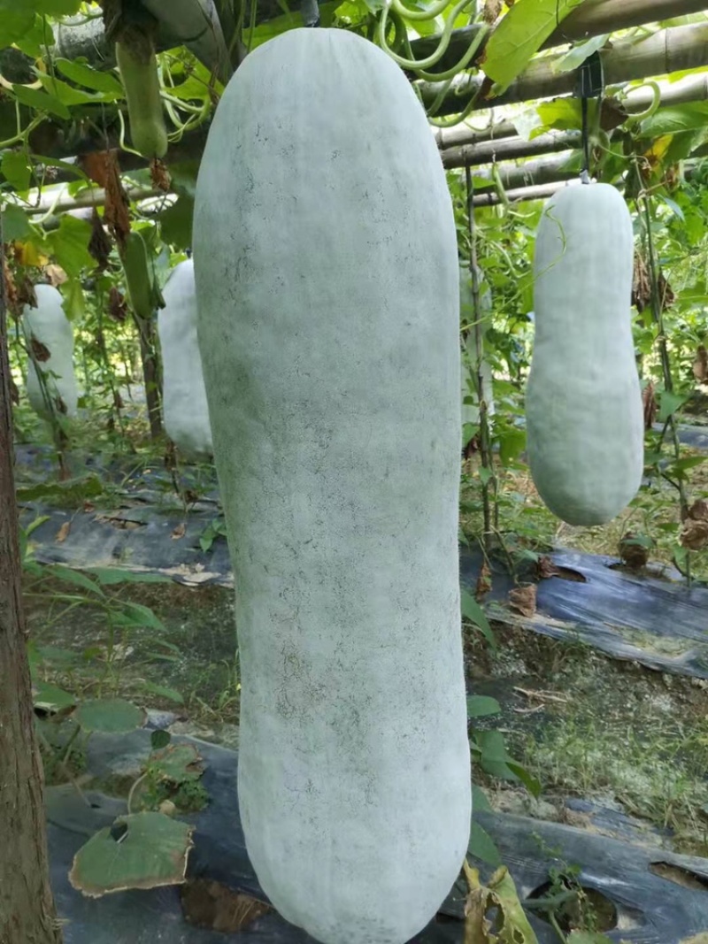 白皮冬瓜大量上市，精品冬瓜，吊冬瓜，货源充足