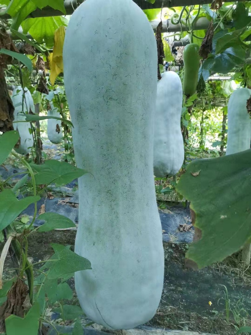 白皮冬瓜大量上市，精品冬瓜，吊冬瓜，货源充足