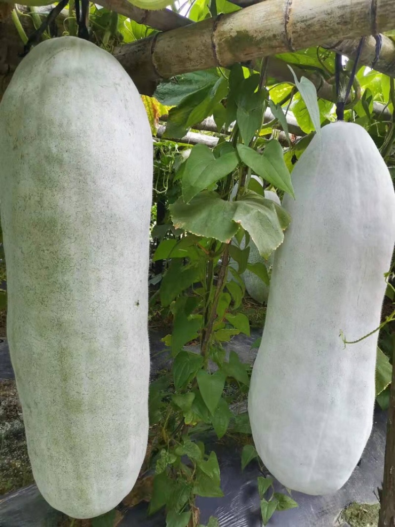 白皮冬瓜大量上市，精品冬瓜，吊冬瓜，货源充足