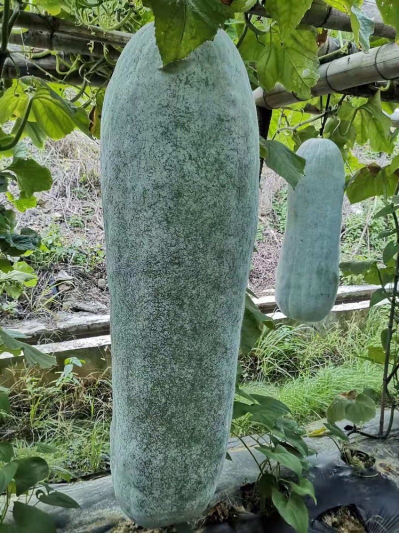 白皮冬瓜大量上市，精品冬瓜，吊冬瓜，货源充足