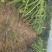 红心火龙果