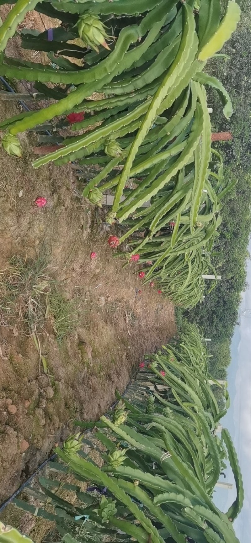 红心火龙果