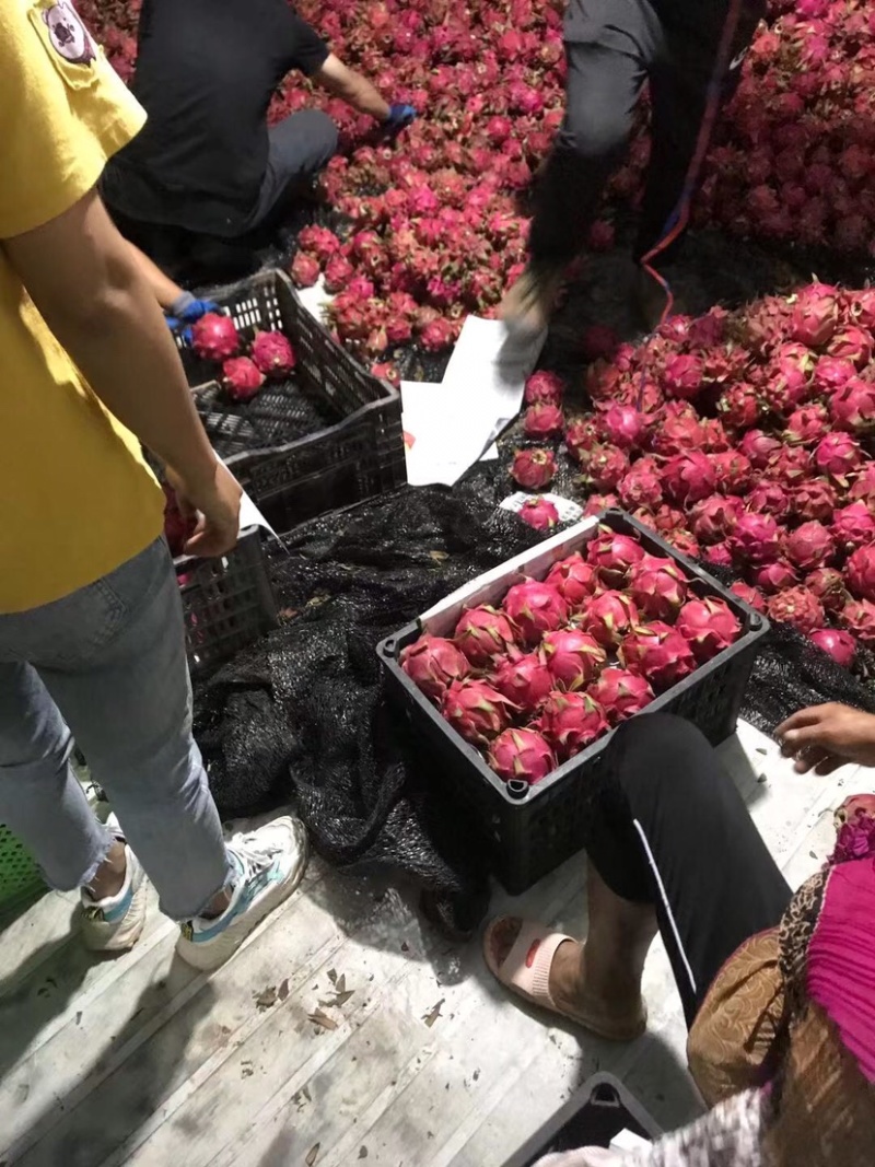 红心火龙果