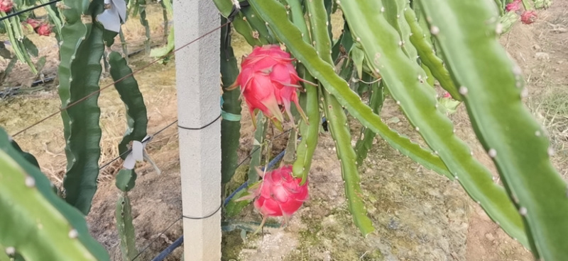 红心火龙果