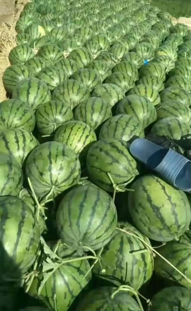 吉林精品西瓜，瓜漏大量上市，产地直销，量大从优，品质保证