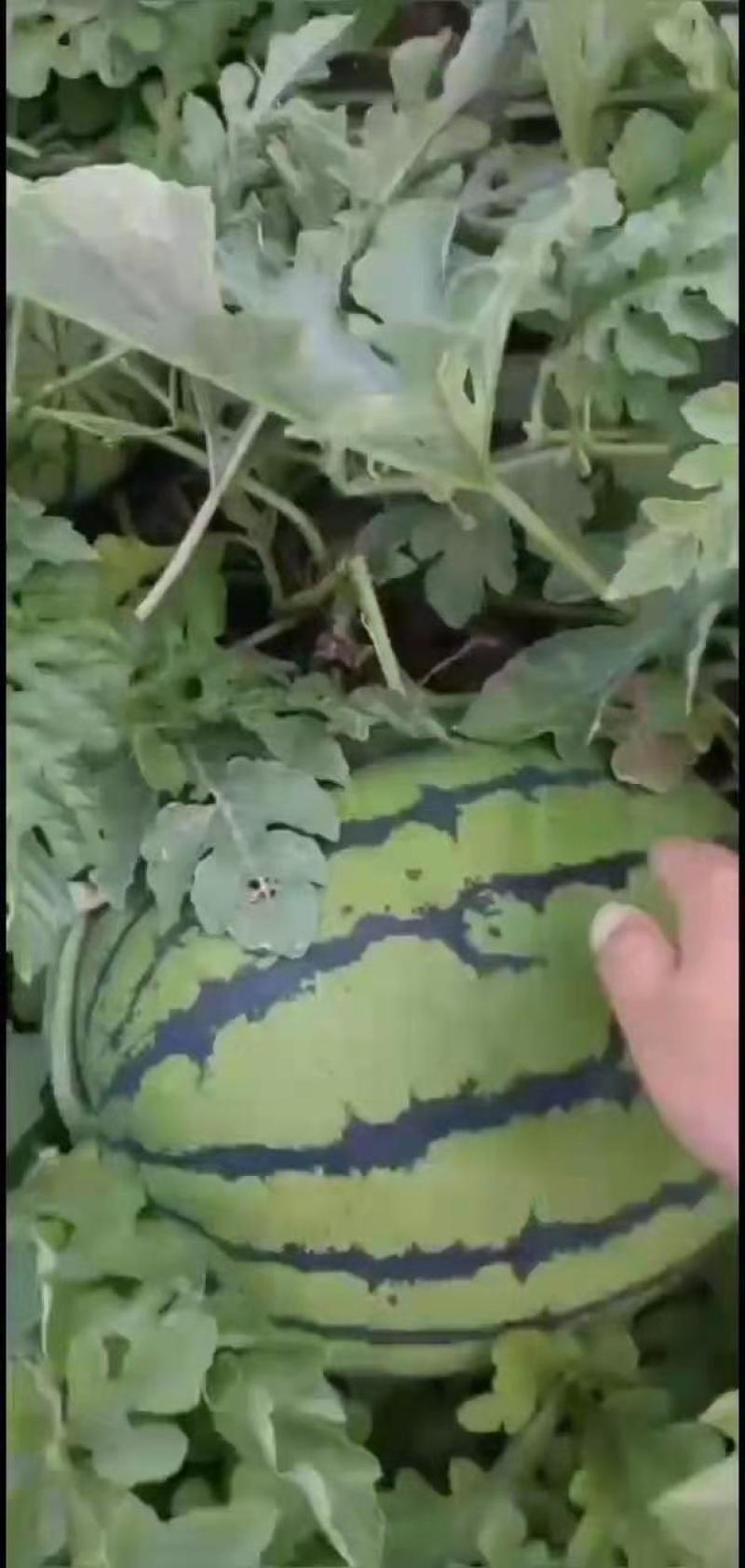 吉林精品西瓜，瓜漏大量上市，产地直销，量大从优，品质保证