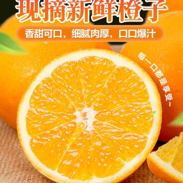 夏橙当季新鲜夏橙橙子新鲜橙子秭归脐橙水果当季现摘橙子