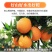 夏橙当季新鲜夏橙橙子新鲜橙子秭归脐橙水果当季现摘橙子