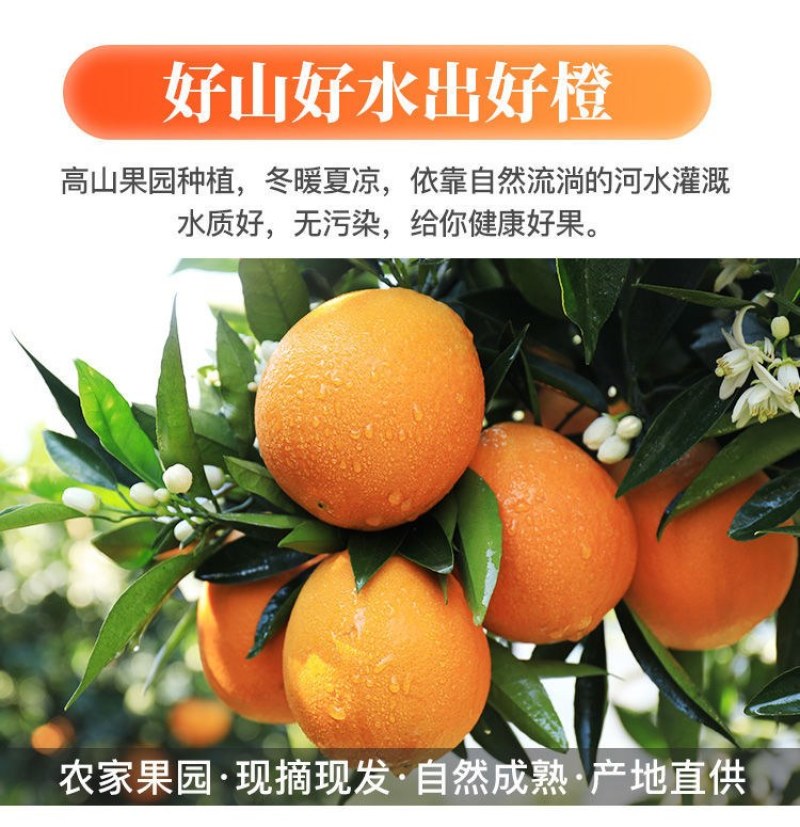 夏橙当季新鲜夏橙橙子新鲜橙子秭归脐橙水果当季现摘橙子