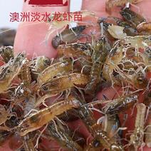 龙虾苗澳洲淡水龙虾苗淡水龙虾快大好养