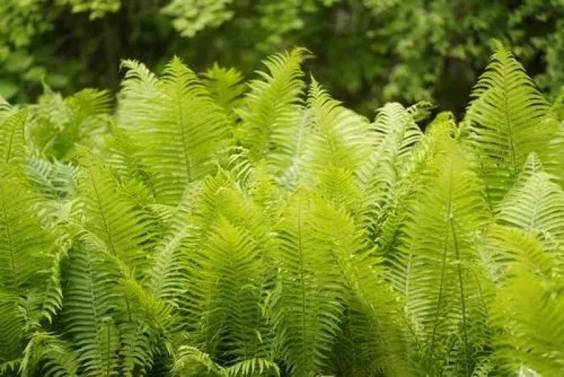 东北优质荚果蕨，产地直发，支持全国各地发货，保质保量！
