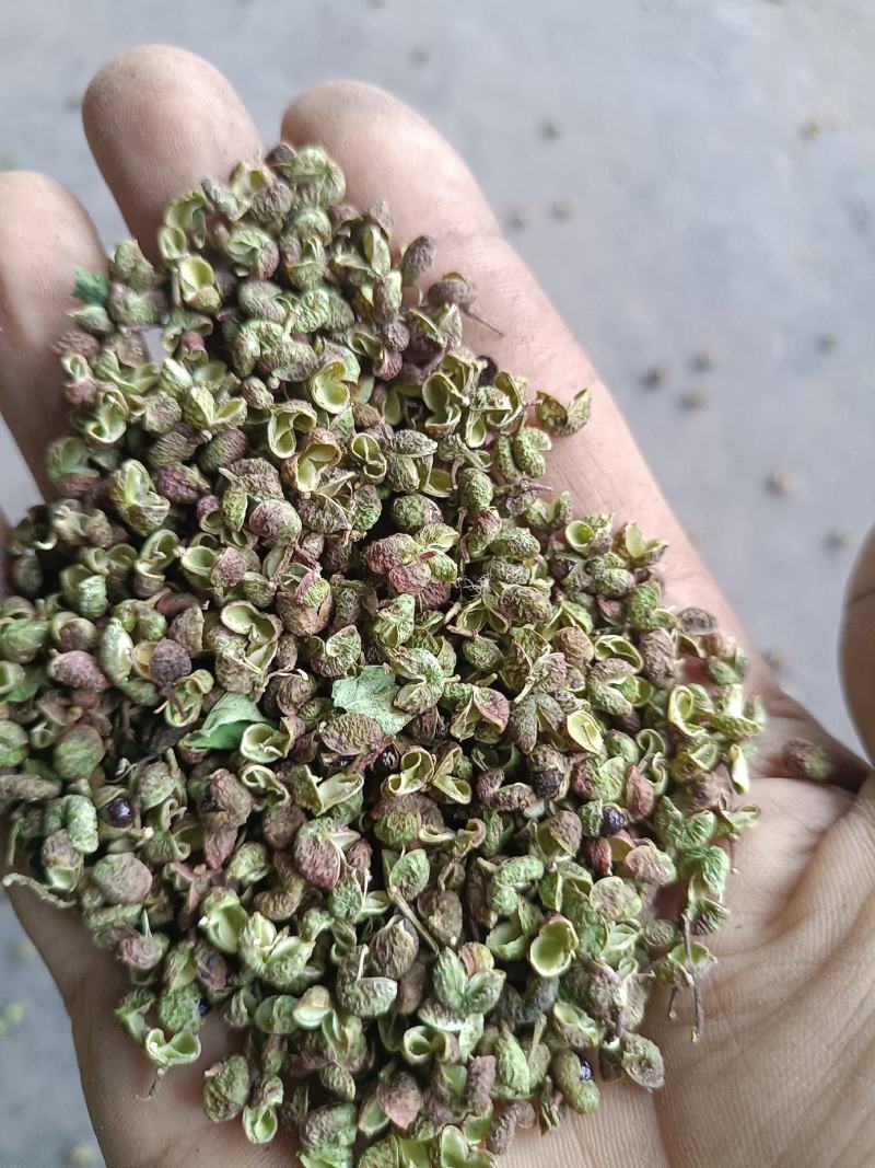 陕西合阳花椒