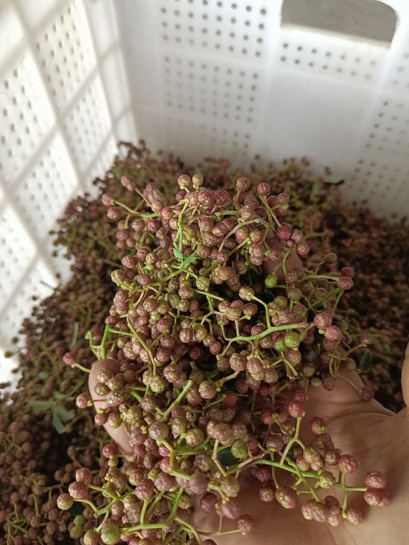 陕西合阳花椒