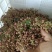 陕西合阳花椒