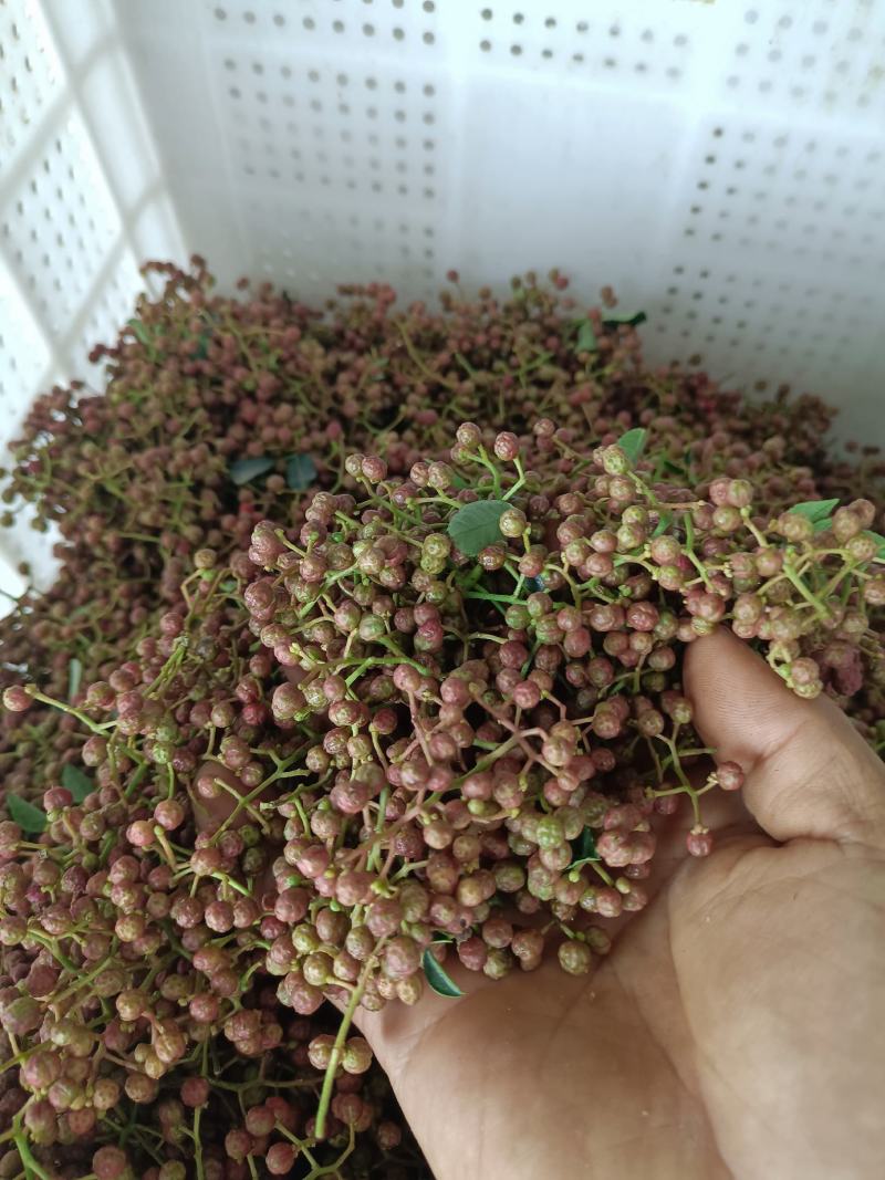 陕西合阳花椒