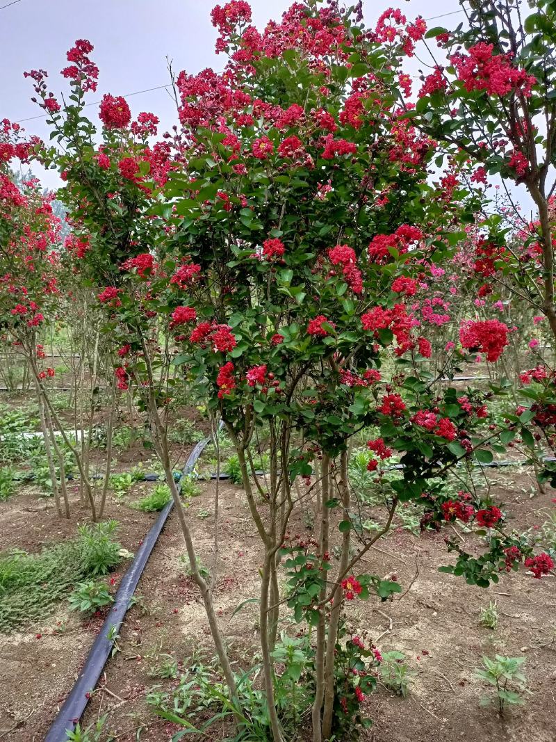 丛生红花紫薇3分支天鹅绒紫薇火红箭紫薇红花紫薇