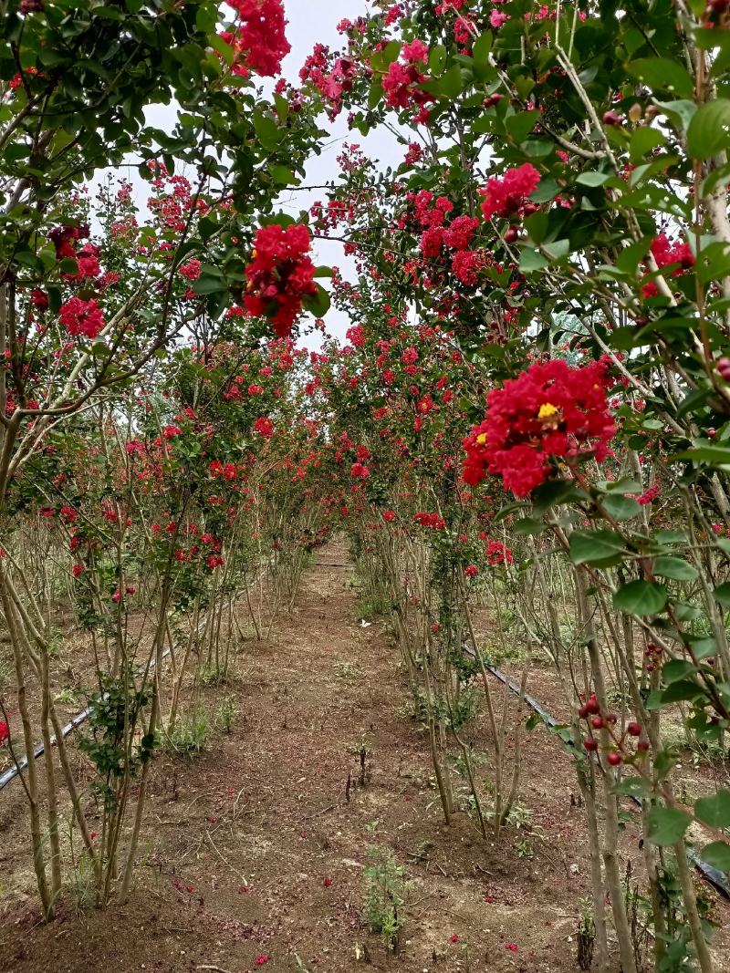 丛生红花紫薇3分支天鹅绒紫薇火红箭紫薇红花紫薇