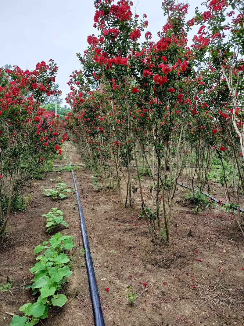 丛生红花紫薇3分支天鹅绒紫薇火红箭紫薇红花紫薇
