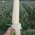 水果玉米精品水果玉米白糯玉米花糯玉米需要联系