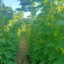 陕西白云豆大量上市了，有喜欢的速度下单