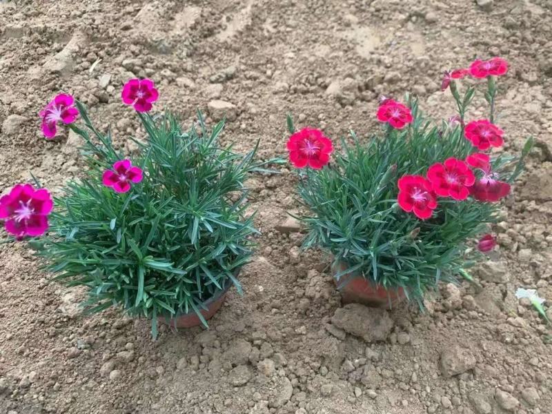 火焰石竹魔术师石竹苗圃直发价格低质量好