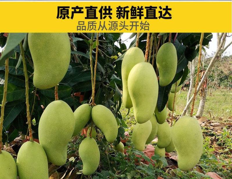 特价海南大金煌芒果水仙芒甜心芒当季新鲜热带水果大青芒整箱