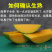 特价海南大金煌芒果水仙芒甜心芒当季新鲜热带水果大青芒整箱