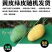 特价海南大金煌芒果水仙芒甜心芒当季新鲜热带水果大青芒整箱