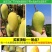 特价海南大金煌芒果水仙芒甜心芒当季新鲜热带水果大青芒整箱