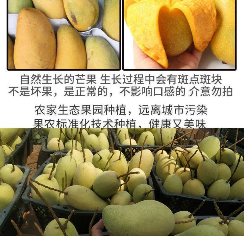 特价海南大金煌芒果水仙芒甜心芒当季新鲜热带水果大青芒整箱