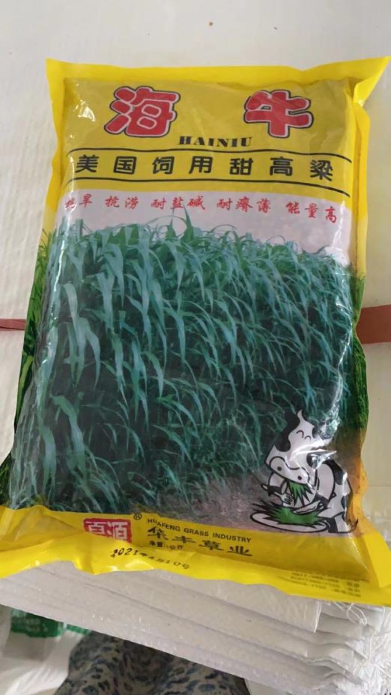 大力士甜高粱种子百战大卡百战美国进口饲用甜高粱高产牧草籽