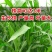 大力士甜高粱种子百战大卡百战美国进口饲用甜高粱高产牧草籽