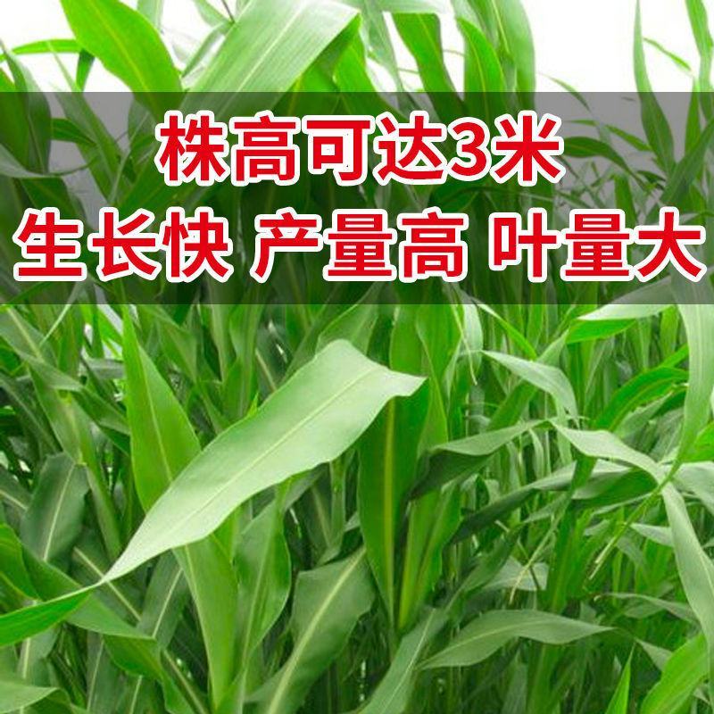 大力士甜高粱种子百战大卡百战美国进口饲用甜高粱高产牧草籽