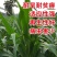 大力士甜高粱种子百战大卡百战美国进口饲用甜高粱高产牧草籽