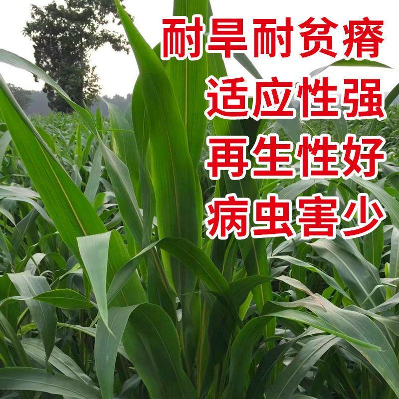 大力士甜高粱种子百战大卡百战美国进口饲用甜高粱高产牧草籽