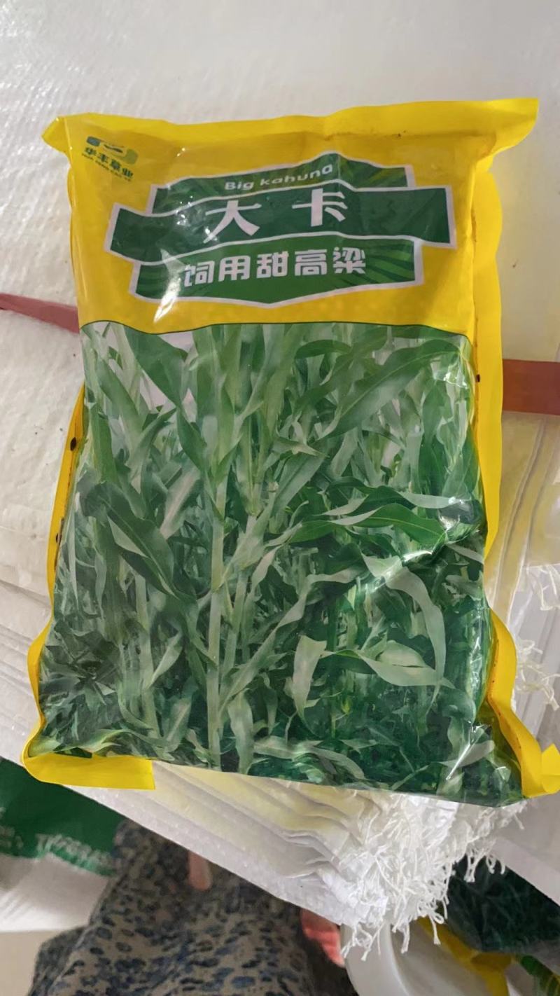 大力士甜高粱种子百战大卡百战美国进口饲用甜高粱高产牧草籽