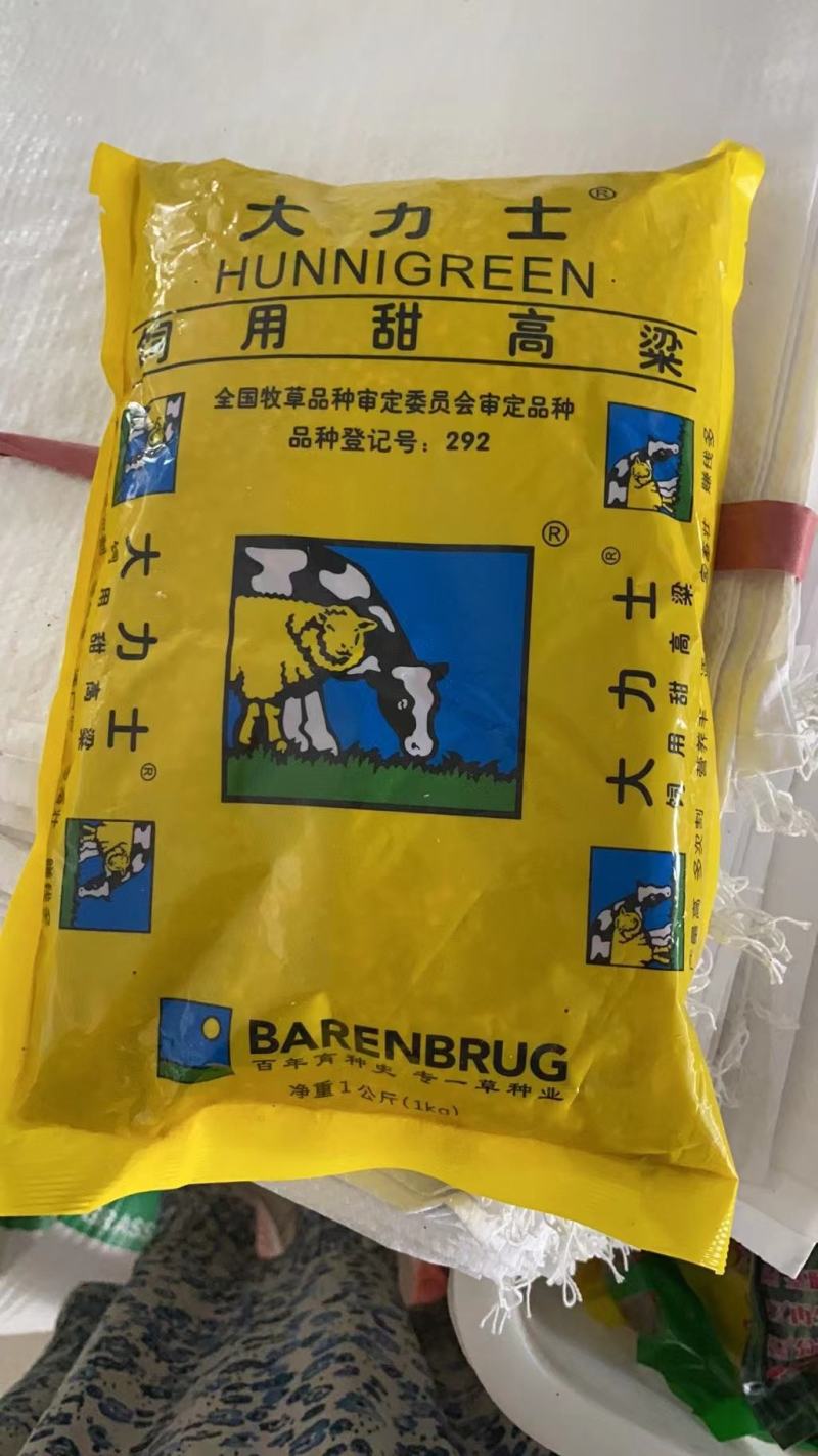 大力士甜高粱种子百战大卡百战美国进口饲用甜高粱高产牧草籽