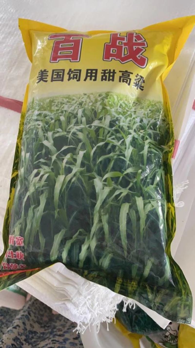 大力士甜高粱种子百战大卡百战美国进口饲用甜高粱高产牧草籽