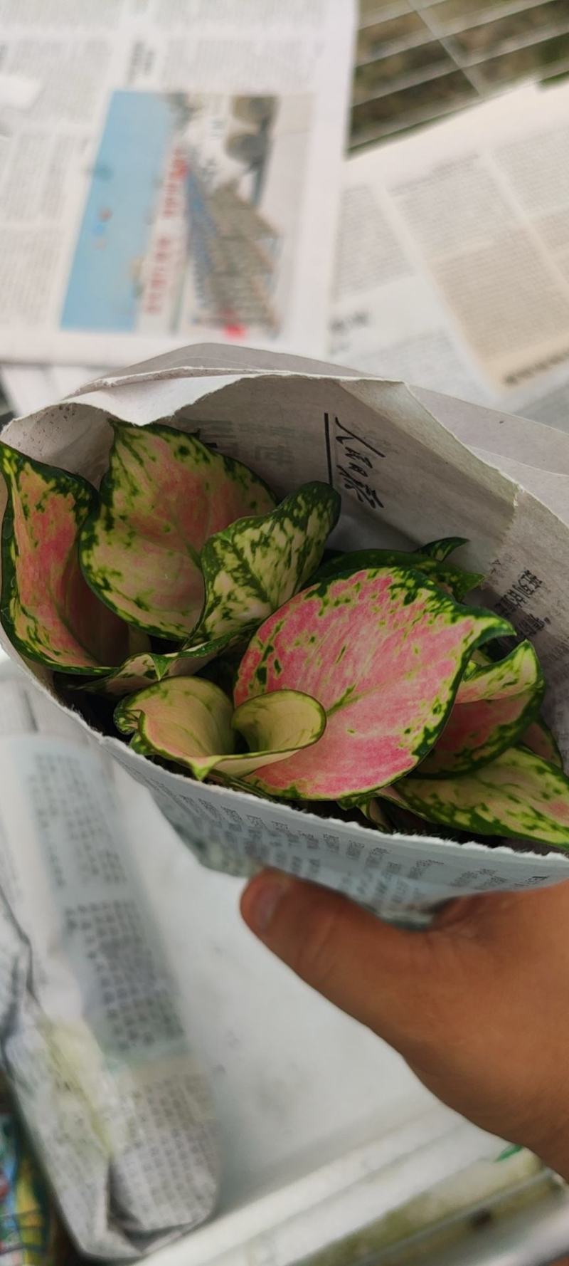 红如意观叶植物水培室内阳台盆栽可净化空气