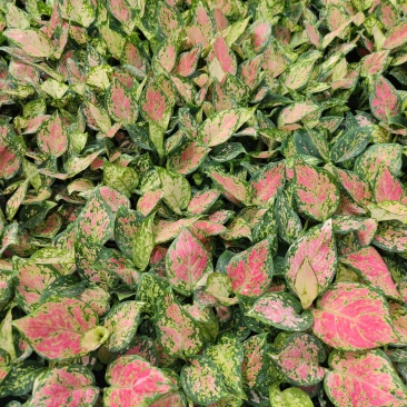 红如意观叶植物水培室内阳台盆栽可净化空气