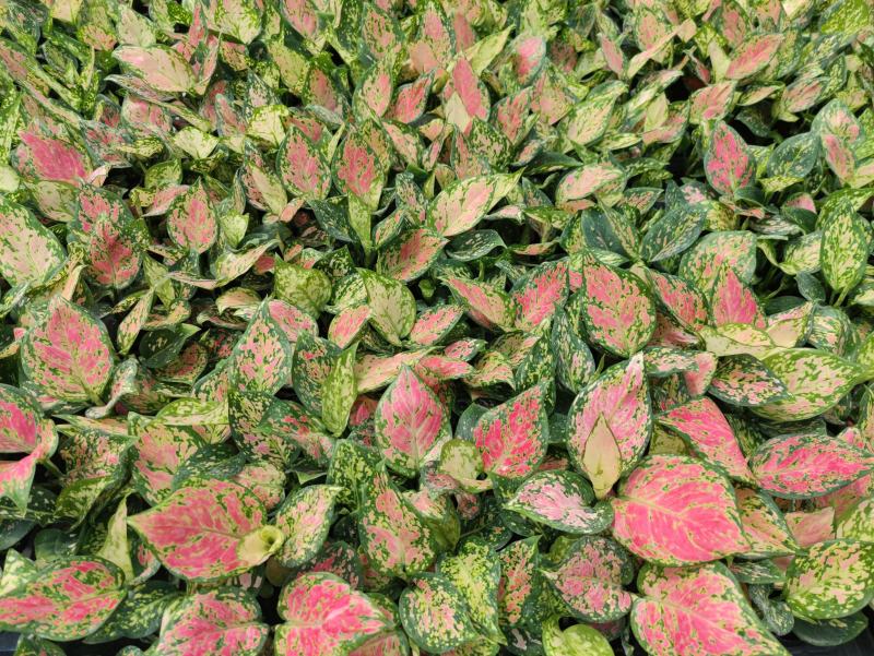 红如意观叶植物水培室内阳台盆栽可净化空气