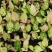 红如意观叶植物水培室内阳台盆栽可净化空气