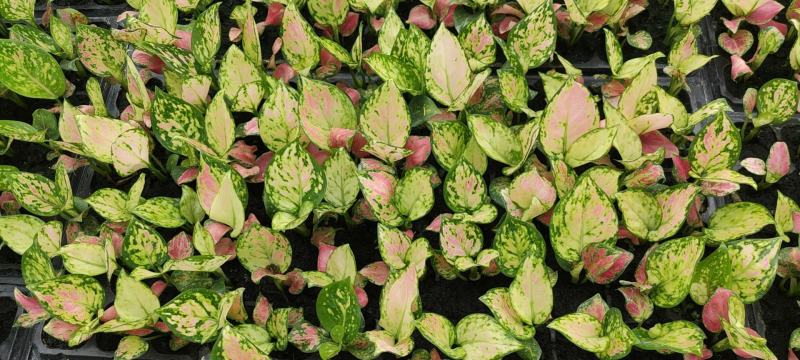 红如意观叶植物水培室内阳台盆栽可净化空气