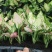 红如意观叶植物水培室内阳台盆栽可净化空气