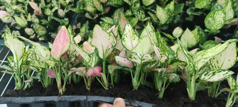 红如意观叶植物水培室内阳台盆栽可净化空气