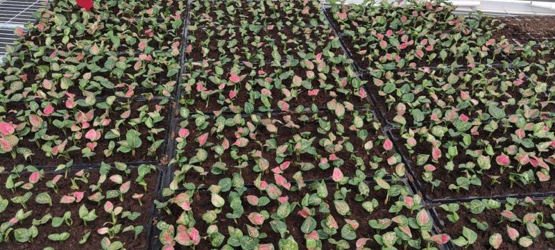 红如意观叶植物水培室内阳台盆栽可净化空气
